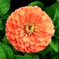 Zinnia