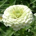 Zinnia