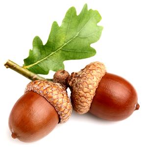 Bellota