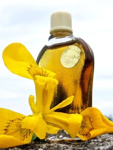 Золотой ирис – Golden iris Алые Паруса (Alye Parusa)