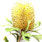 Banksia australiana