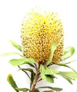 Banksia australiana