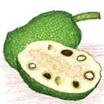 Fruto del pan