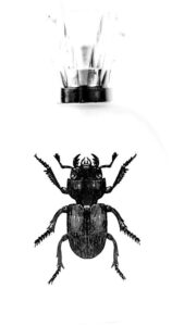 Alessandro Manfredini Captain Fawcett’s