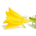 Flor de pepino