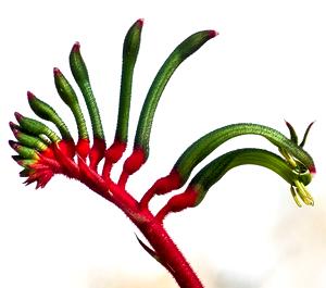 Pata de canguro