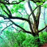 Bosque de Laurisilva