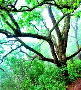 Bosque de Laurisilva