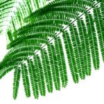Hojas de mimosa