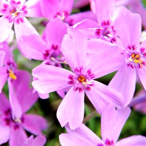 Flor de musgo
