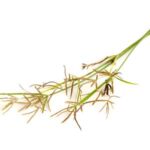 Cyperus rotundus