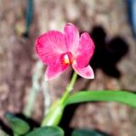 Orquídea Diamante Negro