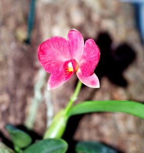 Orquídea Diamante Negro