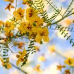 Árbol Palo Verde