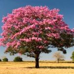 Árbol de Ipê Rosa