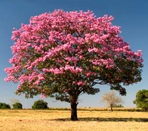 Árbol de Ipê Rosa