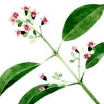 Flor de sándalo