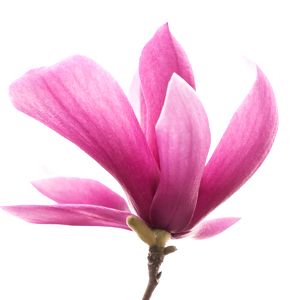 Magnolia de plato