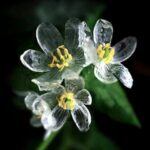 Flor esqueleto (Diphylleia Grayi)