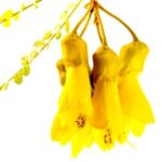 Flor de Sophora Toromiro