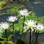 Hoja de lirio de agua