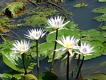 Hoja de lirio de agua