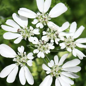 Flor de encaje blanco