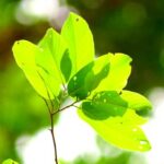Meranti blanco