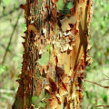 Madera de Amburana